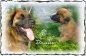 Preview: tiere-geschenk-schieferplatte-foto
