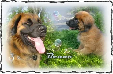 tiere-geschenk-schieferplatte-foto