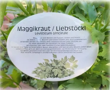 Pflanzschild Liebstöckl