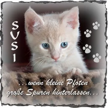 Katze uf Schiefer - spezielles Fotogeschenk für Tierfreunde