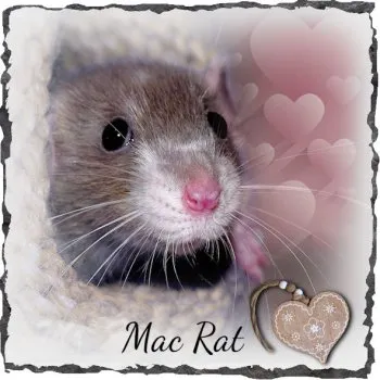 Ratte auf Schieferstein