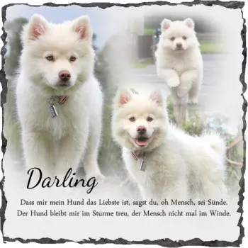 Hunde auf Schiefer Fotodruck