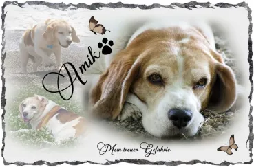 Hund - Hundebild als originelles Geschenk